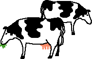 Cows