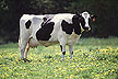 Holstein Cow